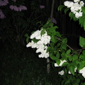 Flori liliac - alb noaptea