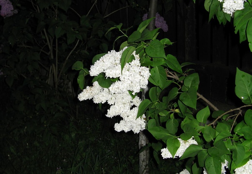 Flori liliac - alb noaptea