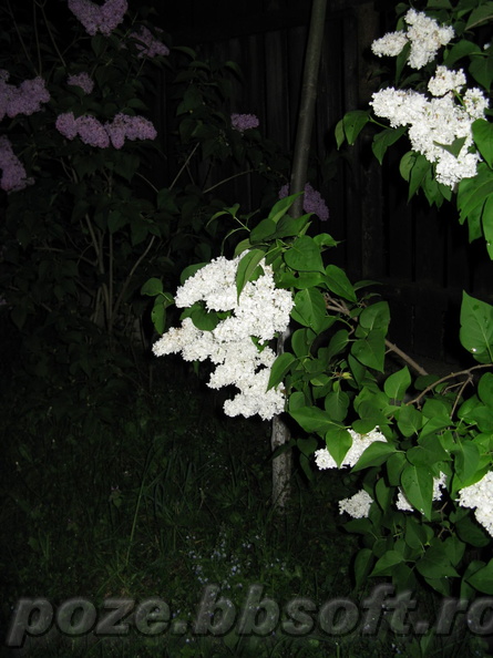 flori-liliac-alb-noaptea.jpg