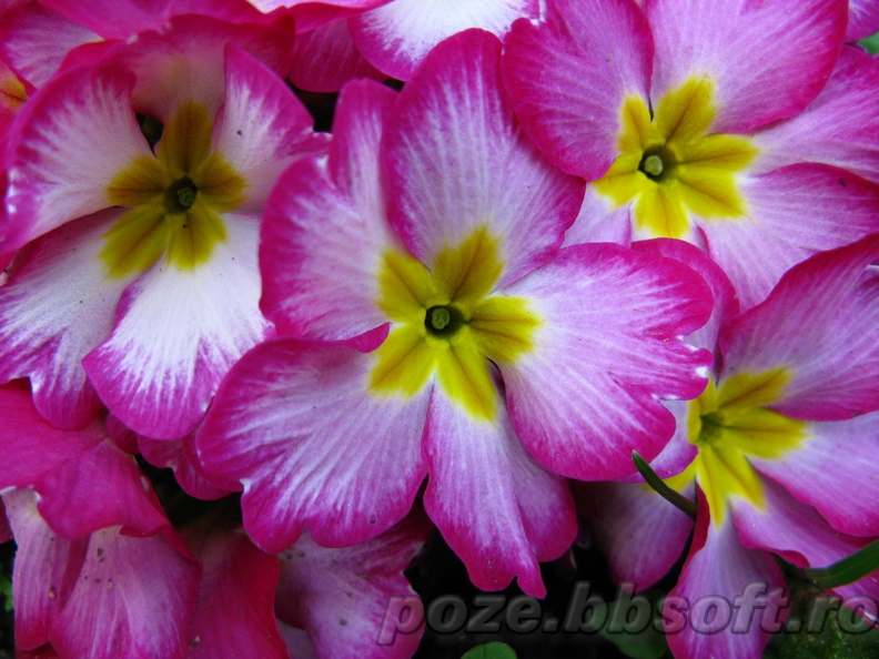 Flori primola-primula alb-mov-galben - macro