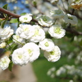 Floricele albe din copac