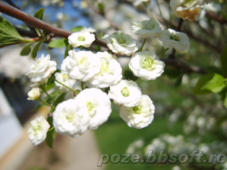 floricele-albe-din-copac.jpg