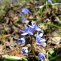Floricele viorele - macro