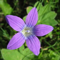 Floricica albastra