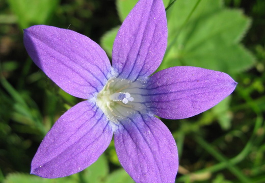 Floricica albastra