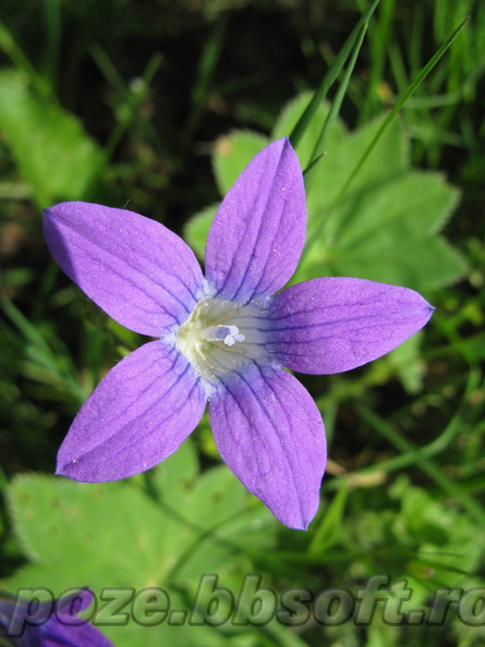 floricica-albastra.jpg