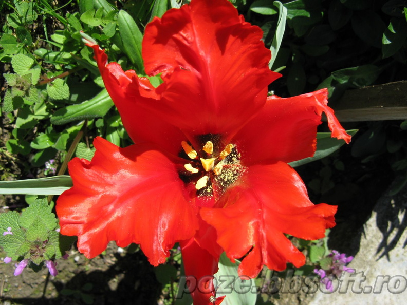 Lalea rosie bogata - interior cu polen