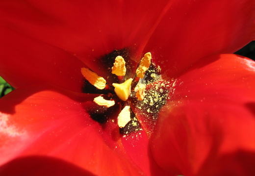 Lalea rosie bogata - polen