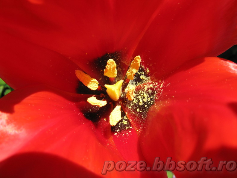 Lalea rosie bogata - polen