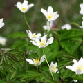 Multe floricele albe