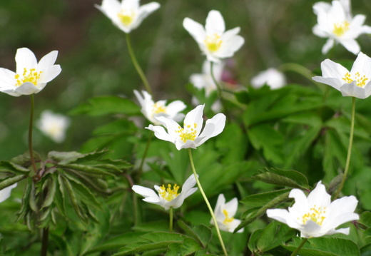 Multe floricele albe