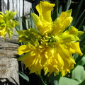 Floare narcisa batuta bogata