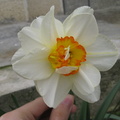 Narcisa alb-galben-portocaliu