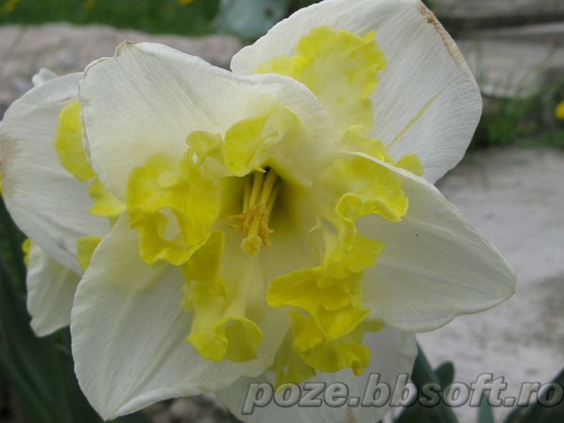 Narcisa alb-galbena 2