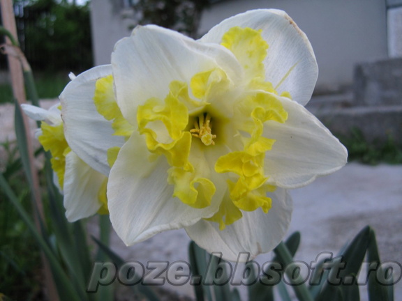 Narcisa alb-galbena