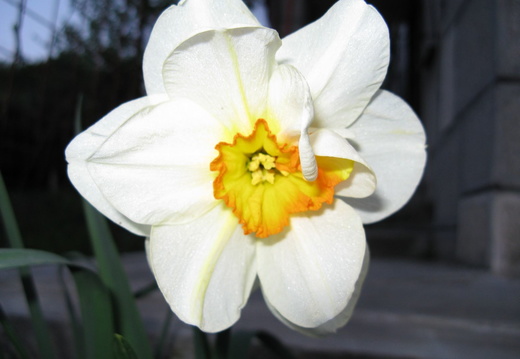 Narcisa alba