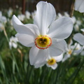 Narcisa alba