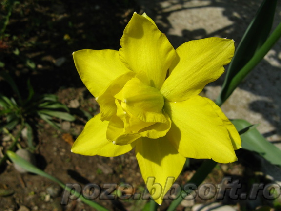Narcisa galbena batuta - Golden Ducat