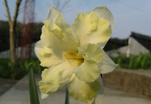 Narcisa galbena - deschisa