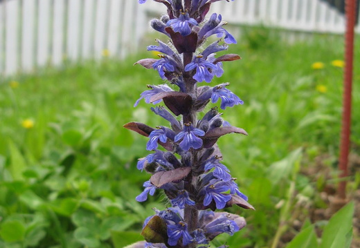 O floare albastra