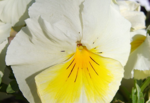 Panseluta - alba galben