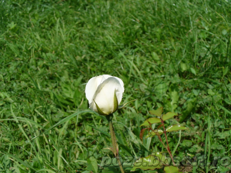Boboc trandafir alb