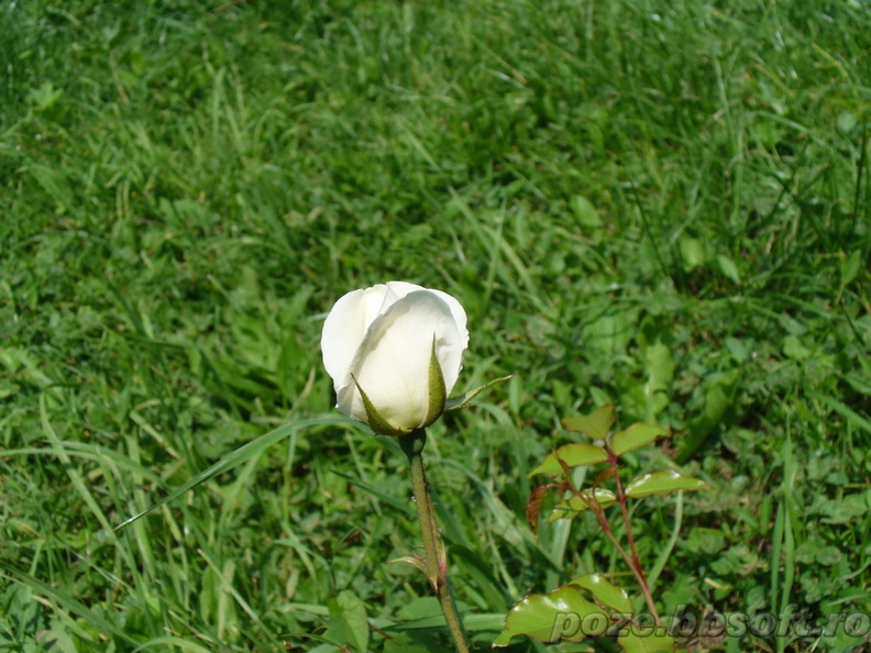 boboc-trandafir-alb.jpg