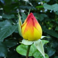 Boboc trandafir galben-rosu