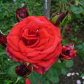 Buchet de trandafiri rosii - floare si boboci