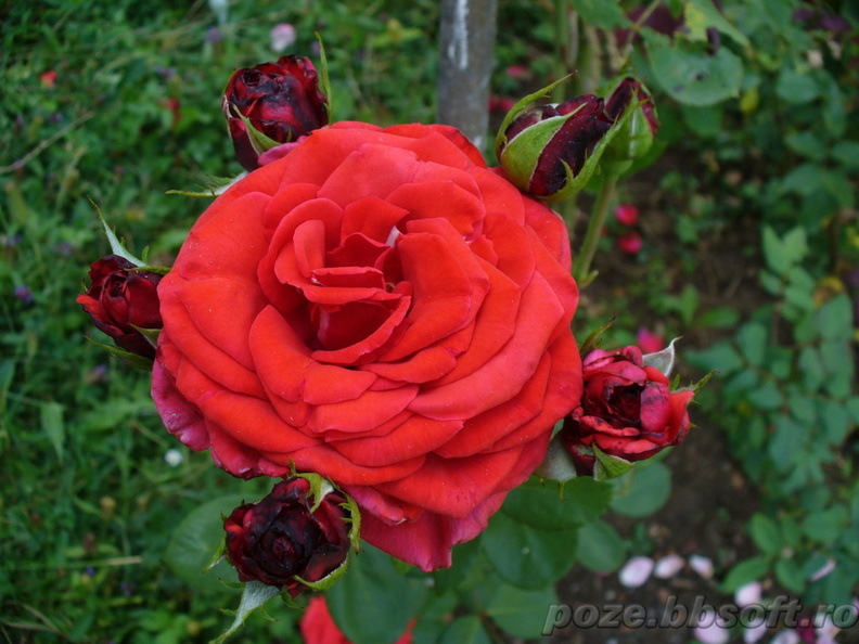 buchet-de-trandafiri-rosii-floare-si-boboci.jpg