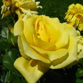 Floare trandafir galben 2