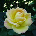 Floare trandafir galben