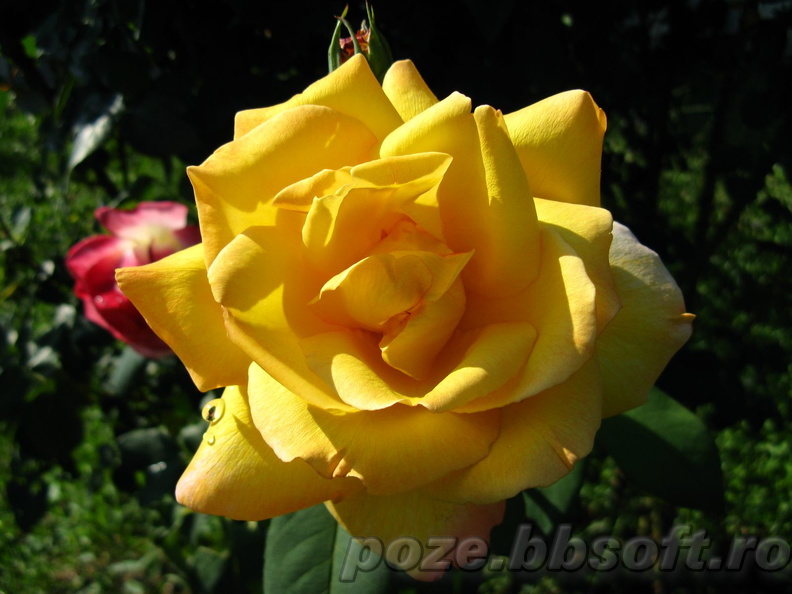 Floare trandafir galben intens 2