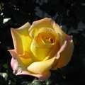 Floare trandafir galben intens 4