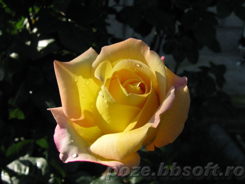 floare-trandafir-galben-intens-4.jpg