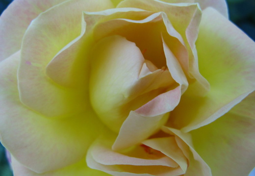 Floare trandafir galben - macro