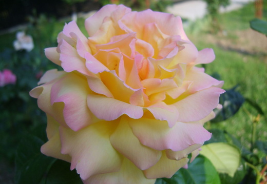 Floare trandafir galben-roz