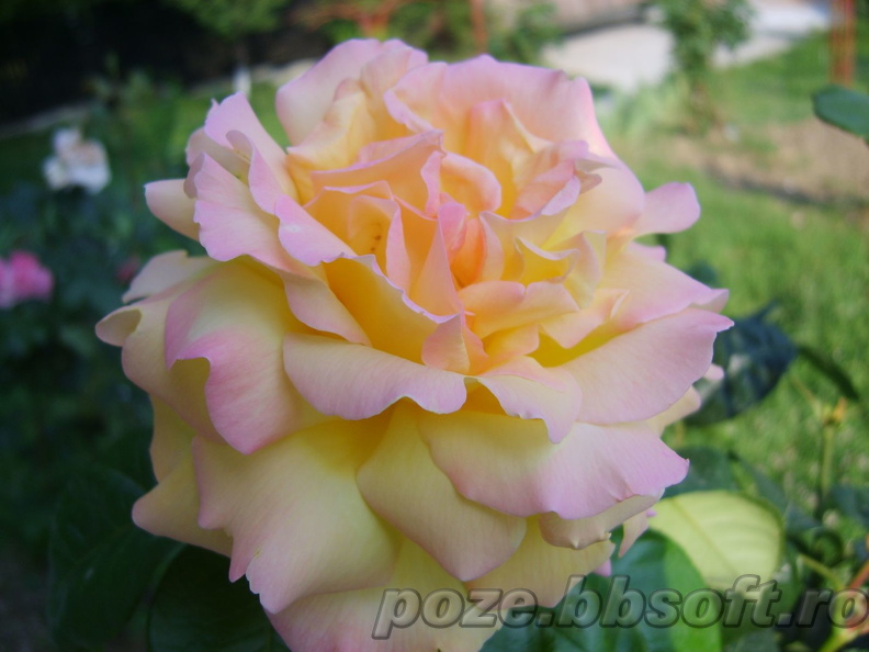 Floare trandafir galben-roz