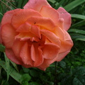 Floare trandafir portocaliu