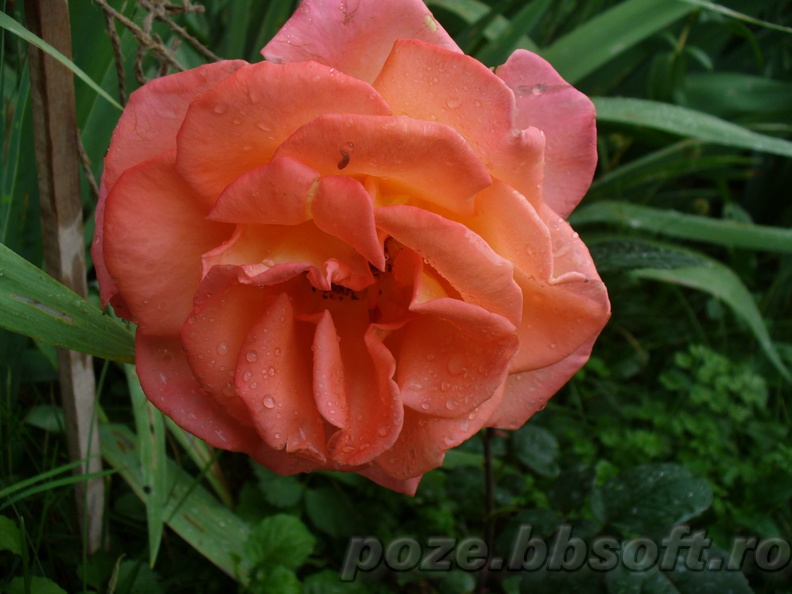 floare-trandafir-portocaliu.jpg