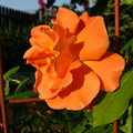 Floare trandafir portocaliu pe suport de metal