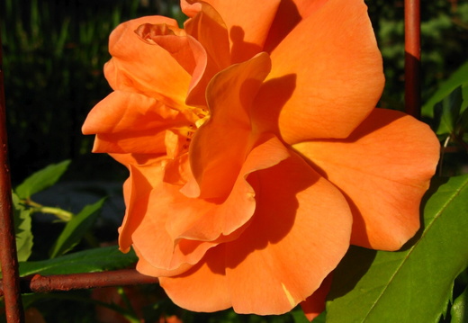 Floare trandafir portocaliu pe suport de metal