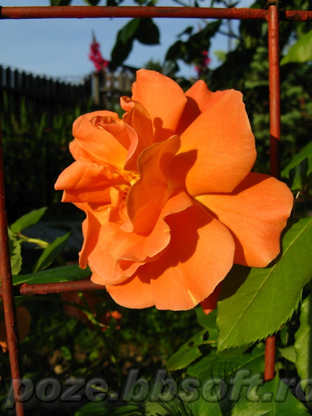 floare-trandafir-portocaliu-pe-suport-de-metal.JPG