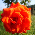Floare trandafir rosu 2- diamant