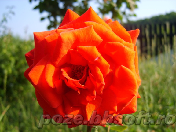 Floare trandafir rosu 2- diamant