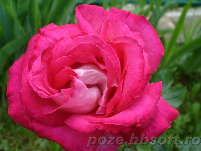 Floare trandafir rosu