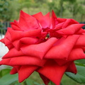 Floare trandafir rosu diamant