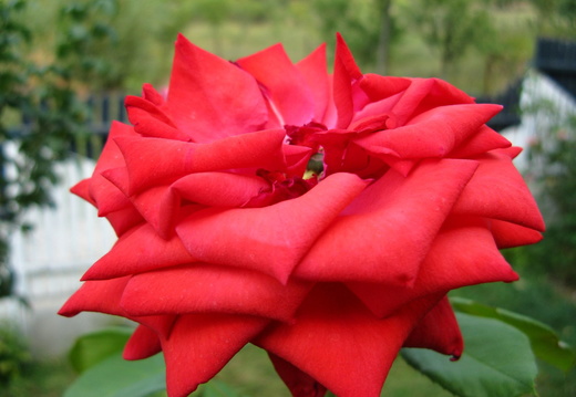 Floare trandafir rosu diamant