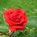Floare trandafir rosu intens 2