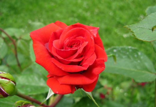 Floare trandafir rosu intens 2
